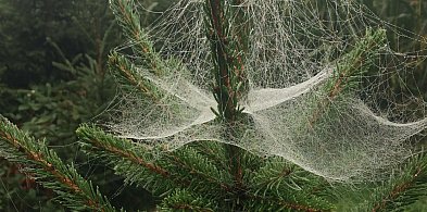 Kupujesz żywą choinkę na święta? To łatwo przeoczyć-214292