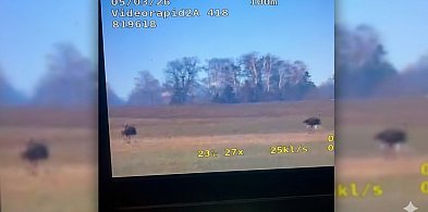 Spotkanie oko w oko z naturą. Dwa potężne łosie