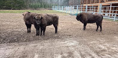 Relaks w cieniu żubrów w Krajewie. To nie żart primaaprilisowy