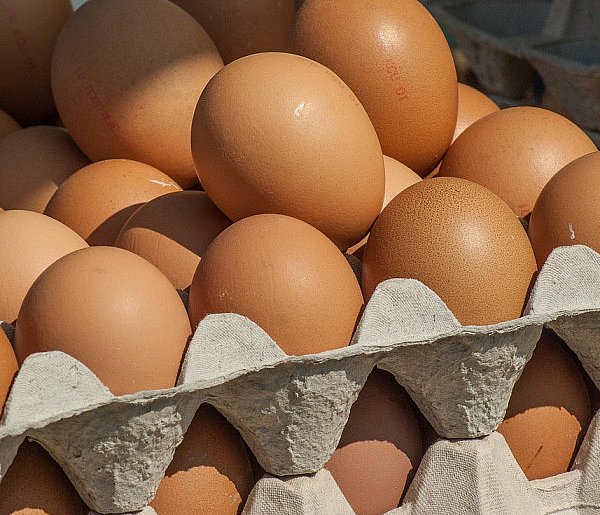 Salmonella wykryta w jajach! GIS wydał pilne ostrzeżenie-214335