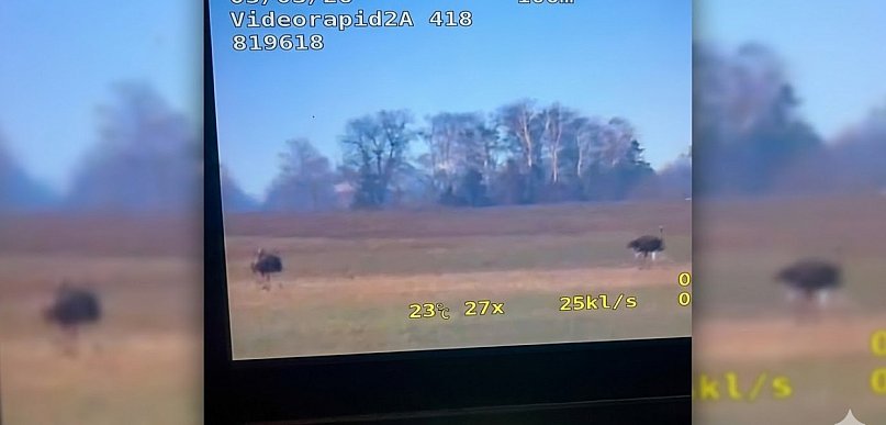 Spotkanie oko w oko z naturą. Dwa potężne łosie