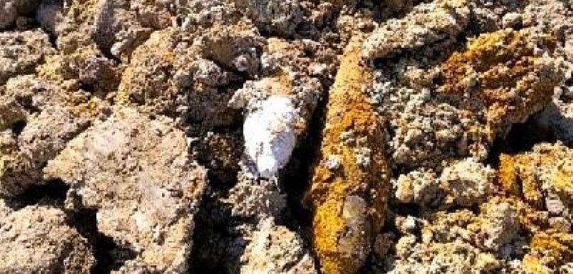 Kilkanaście pocisków artyleryjskich odkrytych na działce budowlanej