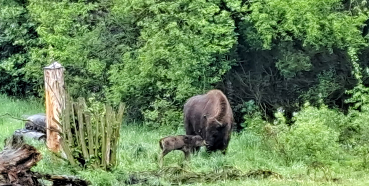Fot. Nadleśnictwo Dwukoły