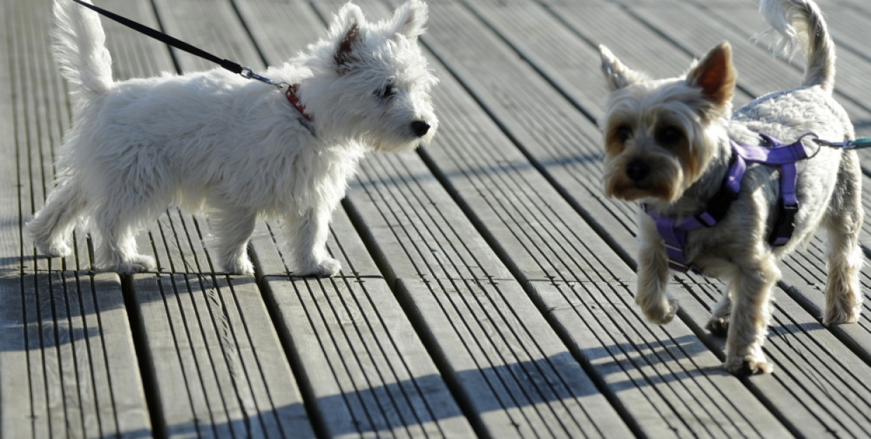 Adopcja zwierzęcia przed świętami to często działanie impulsywne