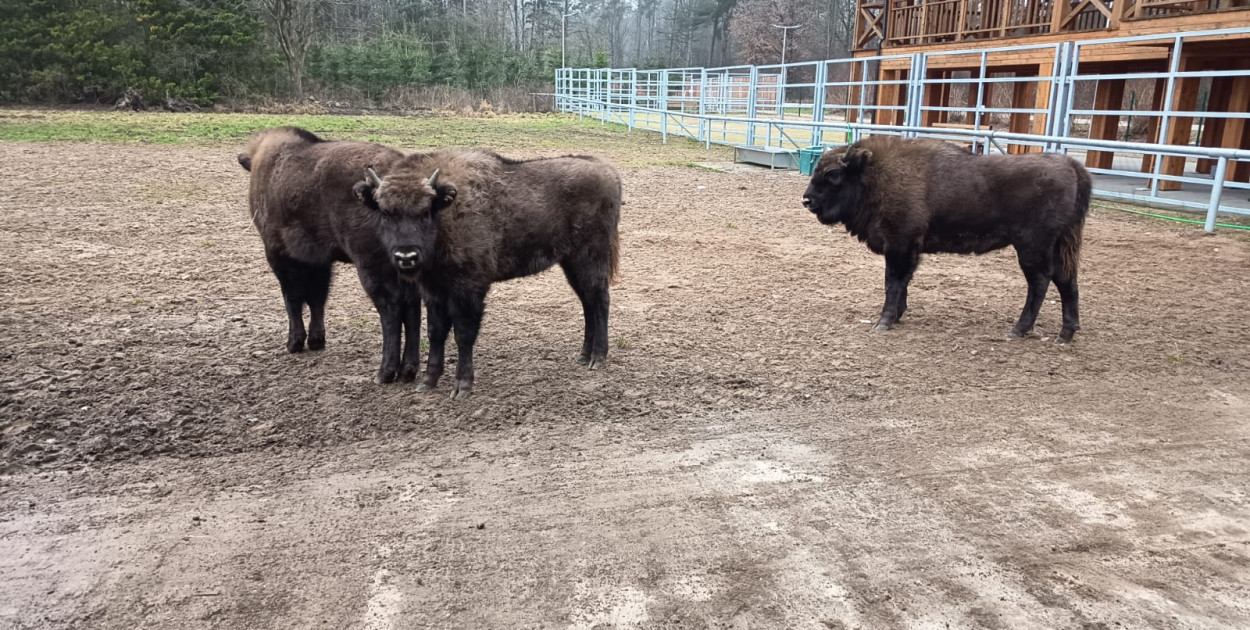 Relaks w cieniu żubrów w Krajewie. To nie żart primaaprilisowy