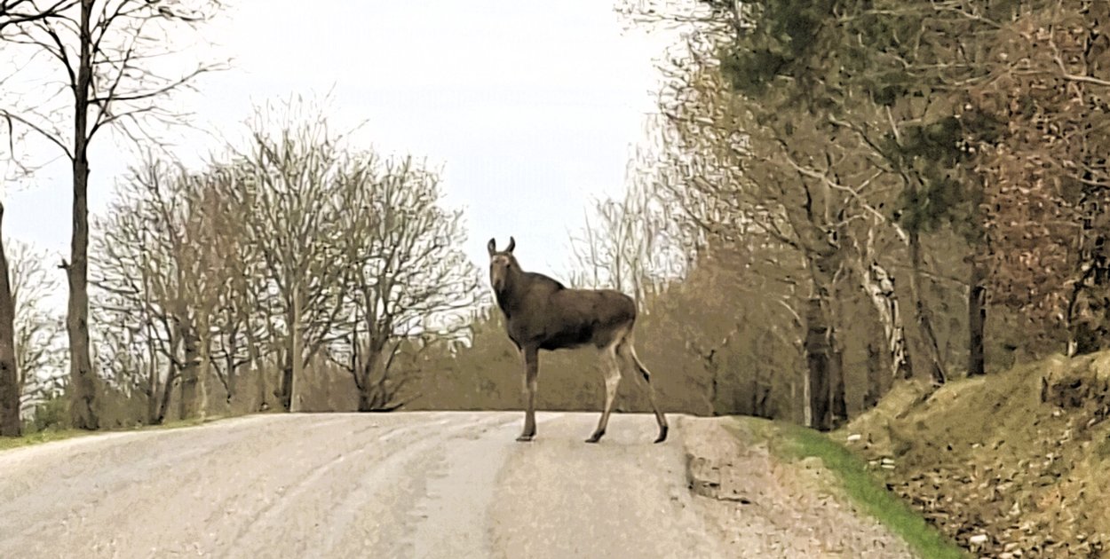 Łoś na Windyckiej w Mławie