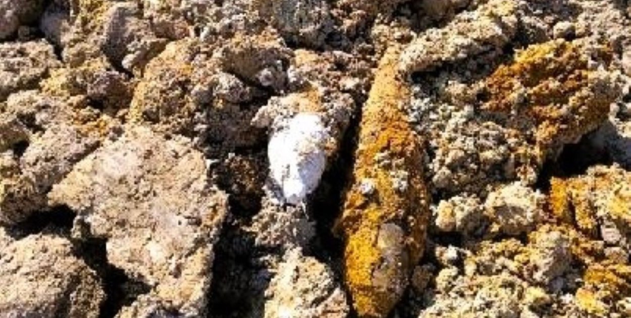 Kilkanaście pocisków artyleryjskich odkrytych na działce budowlanej