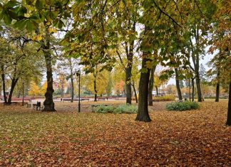 mławski park jesienią