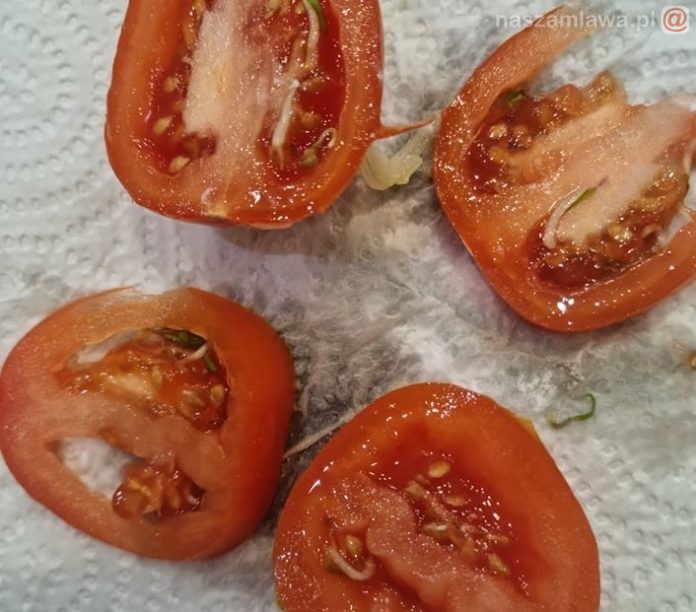 przekrojone pomidory