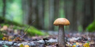 grzyb w lesie